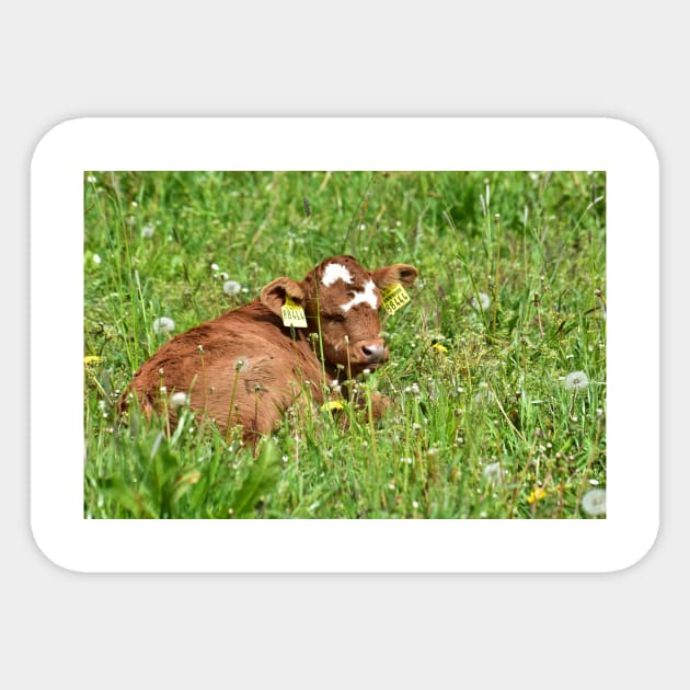 Love Cows - Calf Sticker by DeVerviers